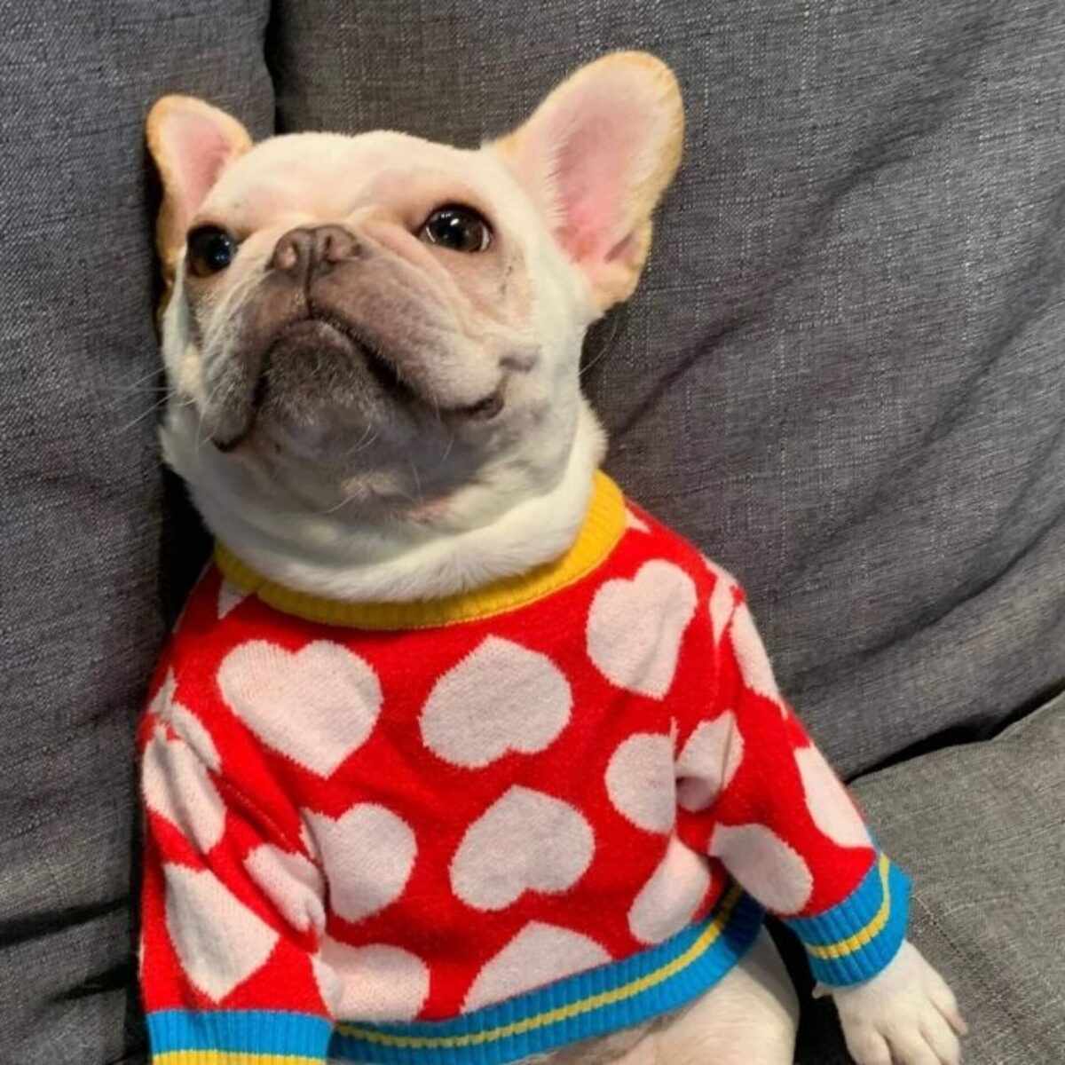Dog sweater with red heart design 2022 