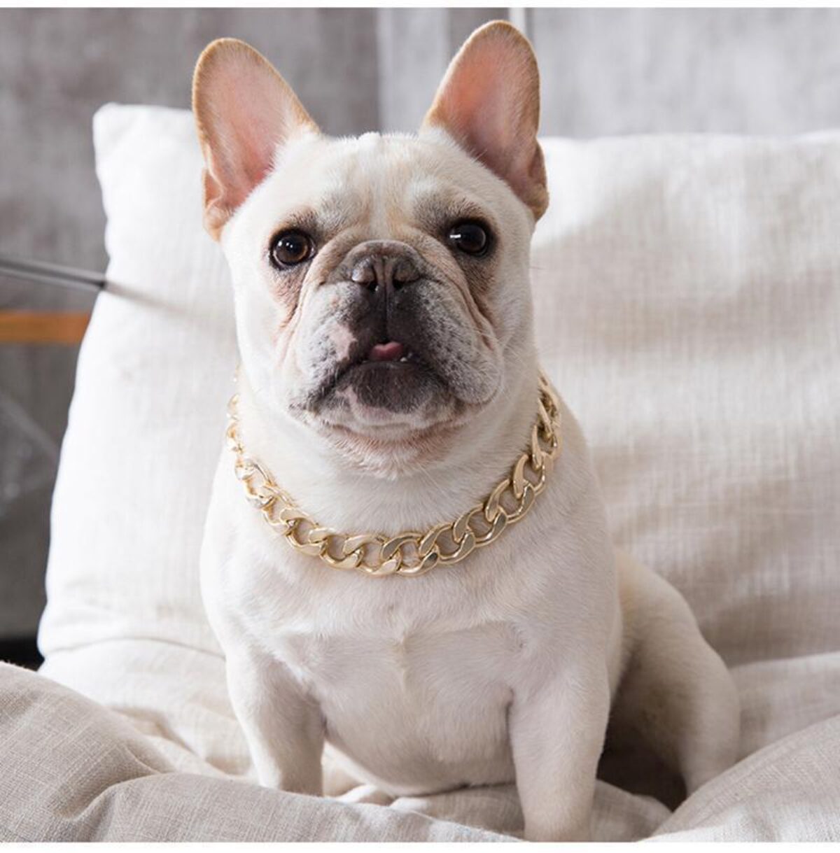 bulldog with gold chain