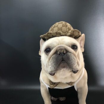 Dog Caps and Bow Tie - 2025 - Puppy Streetwear Shop