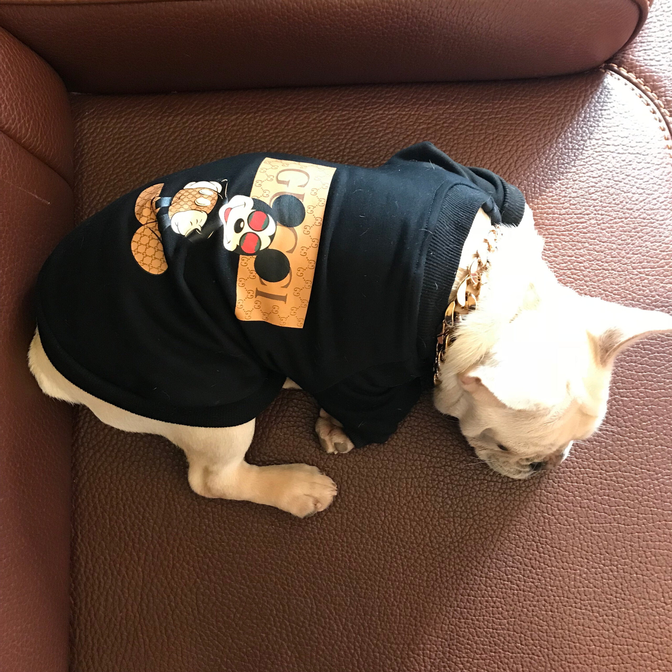 Designer Dog Sweatshirt Gucci - 2023 - Puppy Streetwear Shop