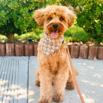 Pawcci-Inspired Dog Bandana | Trendy Puppy Streetwear - 2025 - Puppy Streetwear Shop Pawcci-Inspired Dog Bandana | Trendy Puppy Streetwear - 2025 - Puppy Streetwear Shop