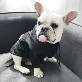 Dog Hoodies Stussy - 2025 - Puppy Streetwear Shop