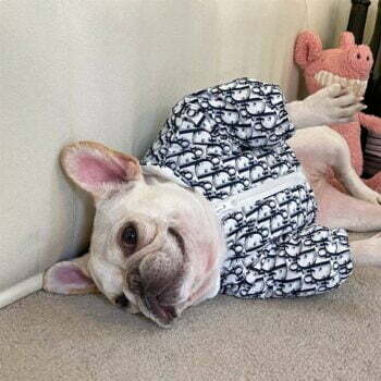 Dog Jacket Dior - 2025 - Puppy Streetwear Shop