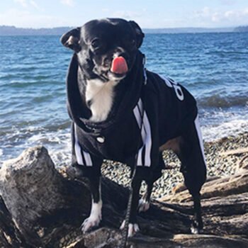 Dog Hoodies Adidas - 2025 - Puppy Streetwear Shop