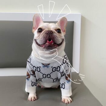 Dog Sweater Pawcci - 2026 - Puppy Streetwear Shop