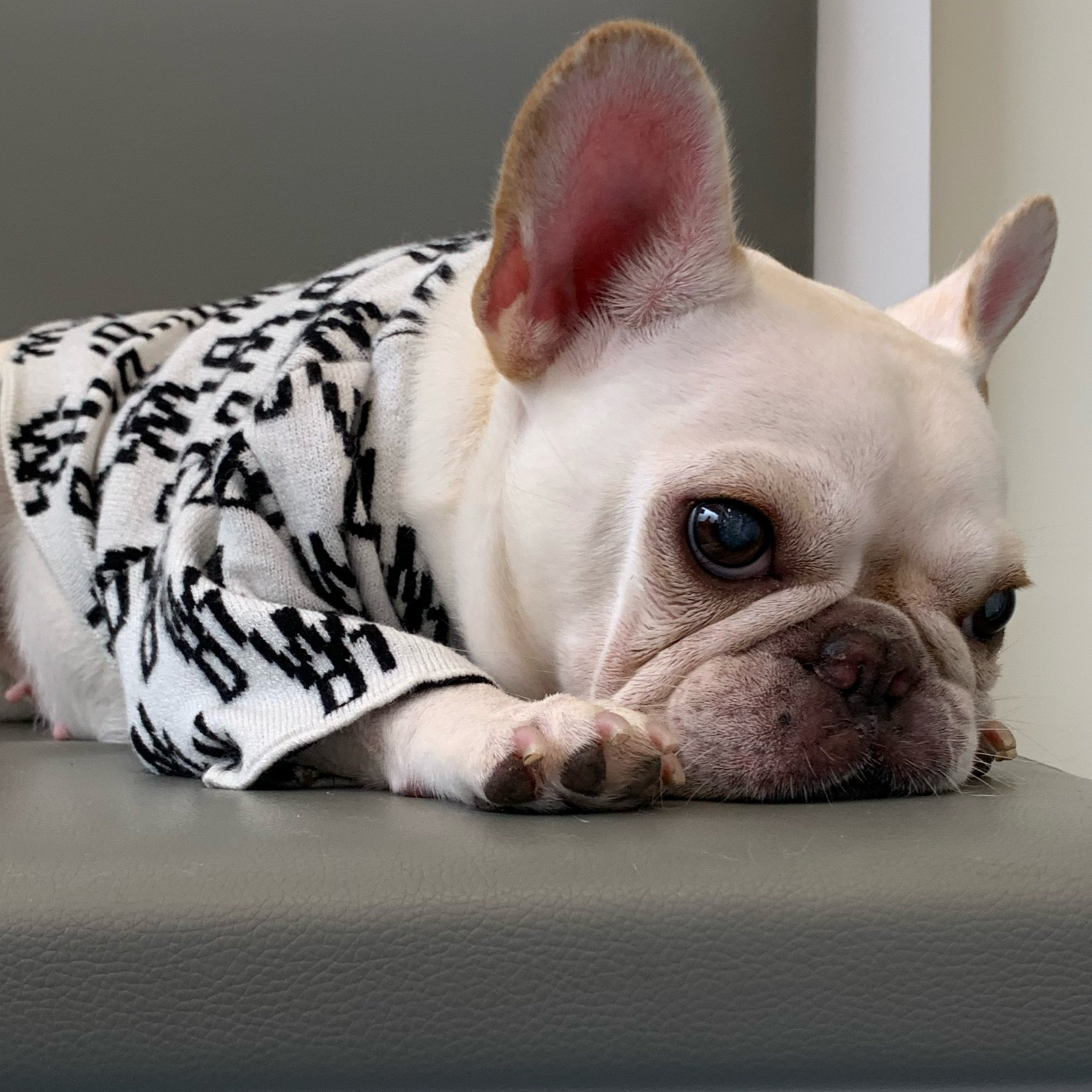 Designer Dog Sweater - 2023 - Puppy Streetwear Shop