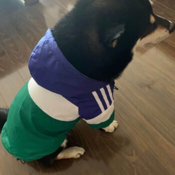 Dog Hoodies Adidas - 2025 - Puppy Streetwear Shop Dog Hoodies Adidas - 2025 - Puppy Streetwear Shop
