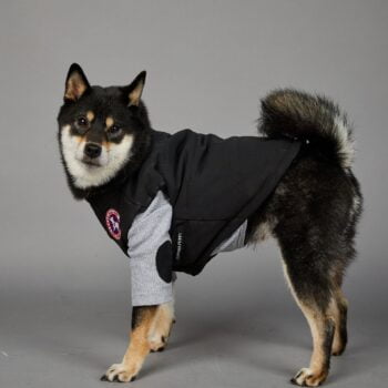 Dog Jacket - 2025 - Puppy Streetwear Shop