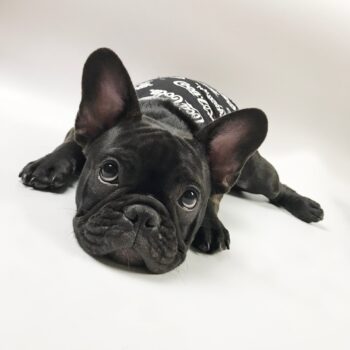 Dog Vest Coca Cola - 2025 - Puppy Streetwear Shop