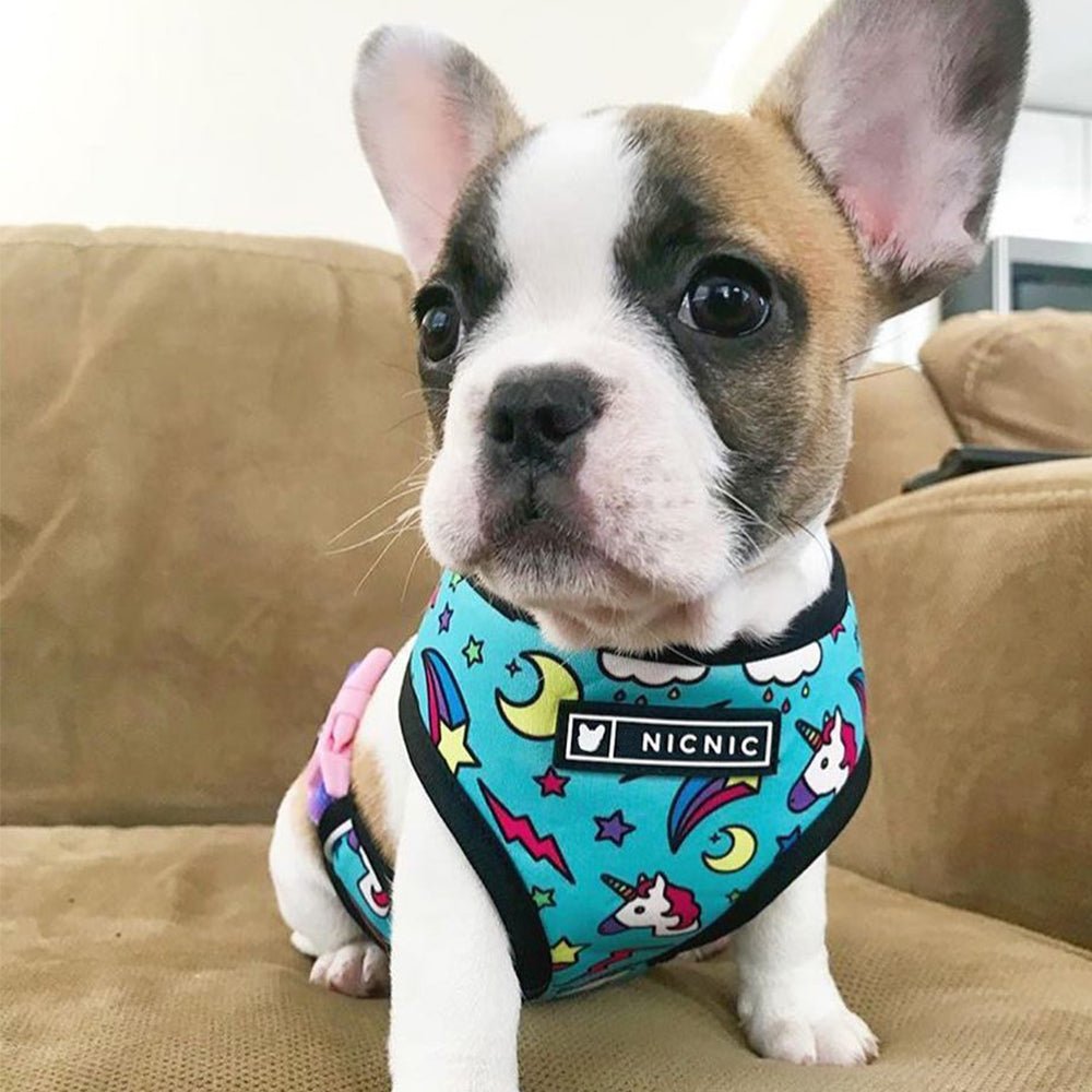 Dog Collar Harness - 2024 - Puppy Streetwear Shop