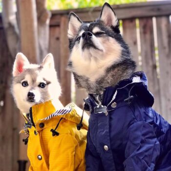 Dog Jacket - 2025 - Puppy Streetwear Shop