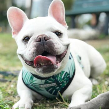 Dog Collar Harness - 2025 - Puppy Streetwear Shop Dog Collar Harness - 2025 - Puppy Streetwear Shop