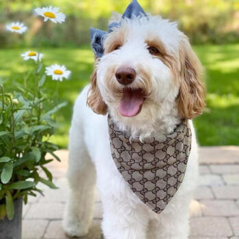 Pawcci-Inspired Dog Bandana | Trendy Puppy Streetwear - 2025 - Puppy Streetwear Shop Pawcci-Inspired Dog Bandana | Trendy Puppy Streetwear - 2025 - Puppy Streetwear Shop