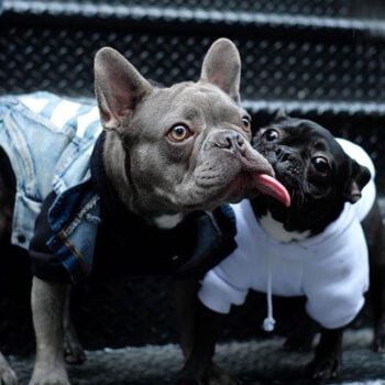 Dog Jacket - 2025 - Puppy Streetwear Shop