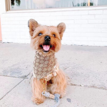 Pawcci-Inspired Dog Bandana | Trendy Puppy Streetwear - 2025 - Puppy Streetwear Shop Pawcci-Inspired Dog Bandana | Trendy Puppy Streetwear - 2025 - Puppy Streetwear Shop