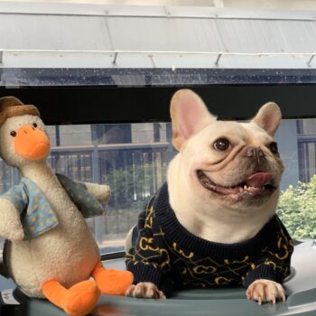 Dog Sweater Pawcci - 2026 - Puppy Streetwear Shop