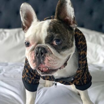 Dog Jacket Fendi - 2025 - Puppy Streetwear Shop