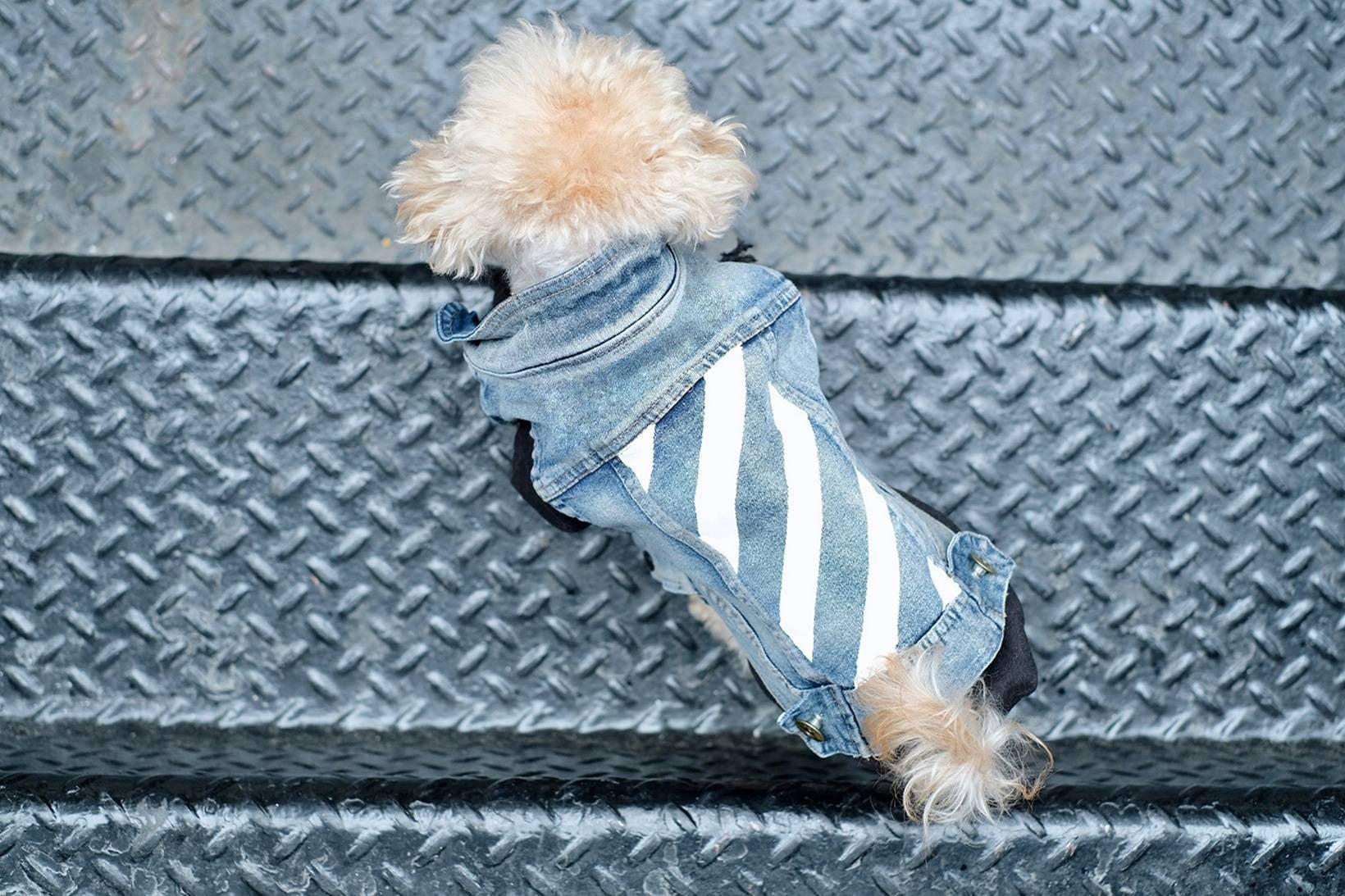 Designer Dog Jacket - 2023 - Puppy Streetwear Shop
