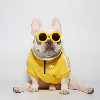 Dog Jacket Adidas - 2025 - Puppy Streetwear Shop