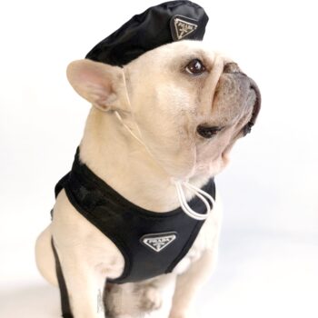 Prada-Inspired Dog Berets - Elite Puppy Fashion - 2026 - Puppy Streetwear Shop