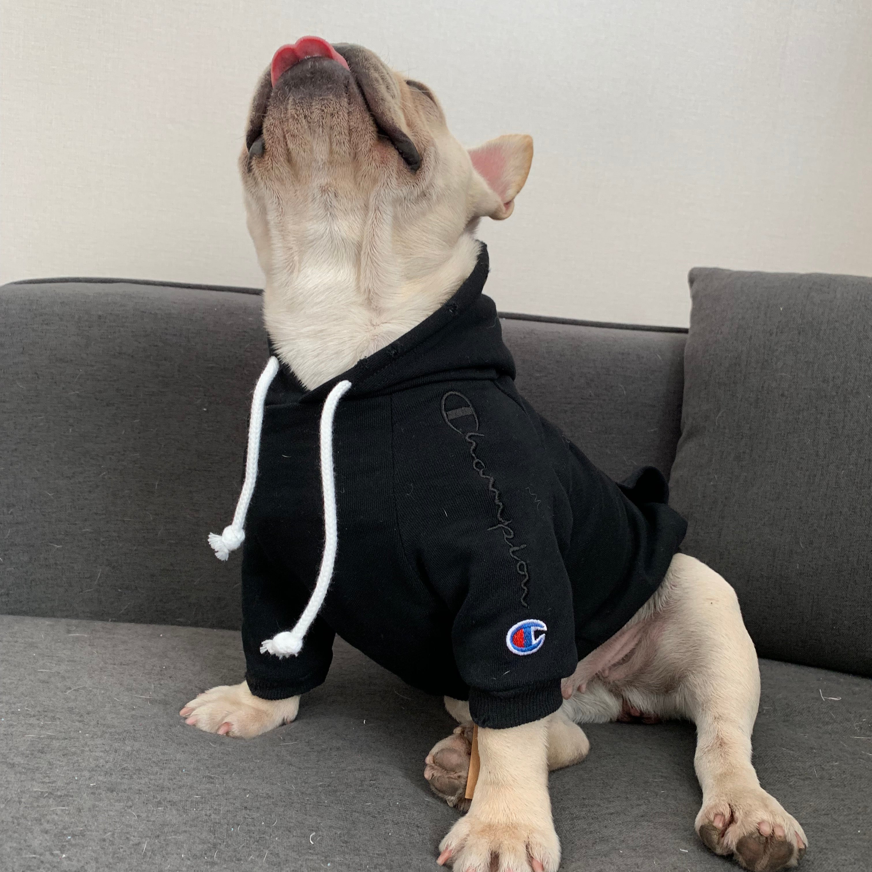 Dog Hoodies Champion - 2024 - Puppy Streetwear Shop