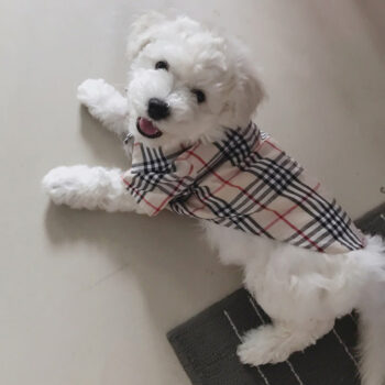 Dog Shirt Burberry - 2025 - Puppy Streetwear Shop