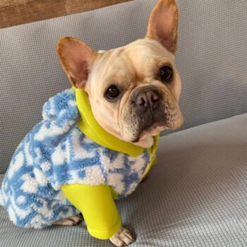 Dog Hoodies Dior - 2025 - Puppy Streetwear Shop