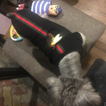 Dog Tshirt Pawcci - 2026 - Puppy Streetwear Shop