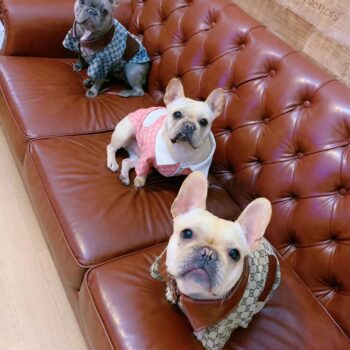 Dog Jacket Pawcci - 2025 - Puppy Streetwear Shop