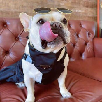 Dog Bandana Prada - 2025 - Puppy Streetwear Shop Dog Bandana Prada - 2025 - Puppy Streetwear Shop