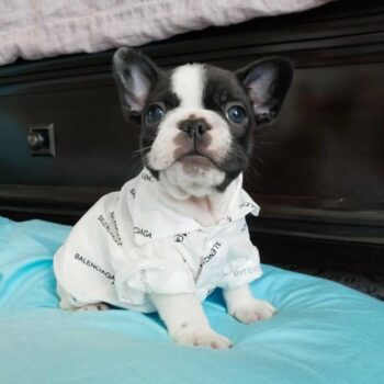 Dog Shirt Balenciaga - 2025 - Puppy Streetwear Shop