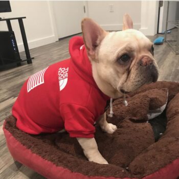 Dog Hoodies The North Face - 2025 - Puppy Streetwear Shop
