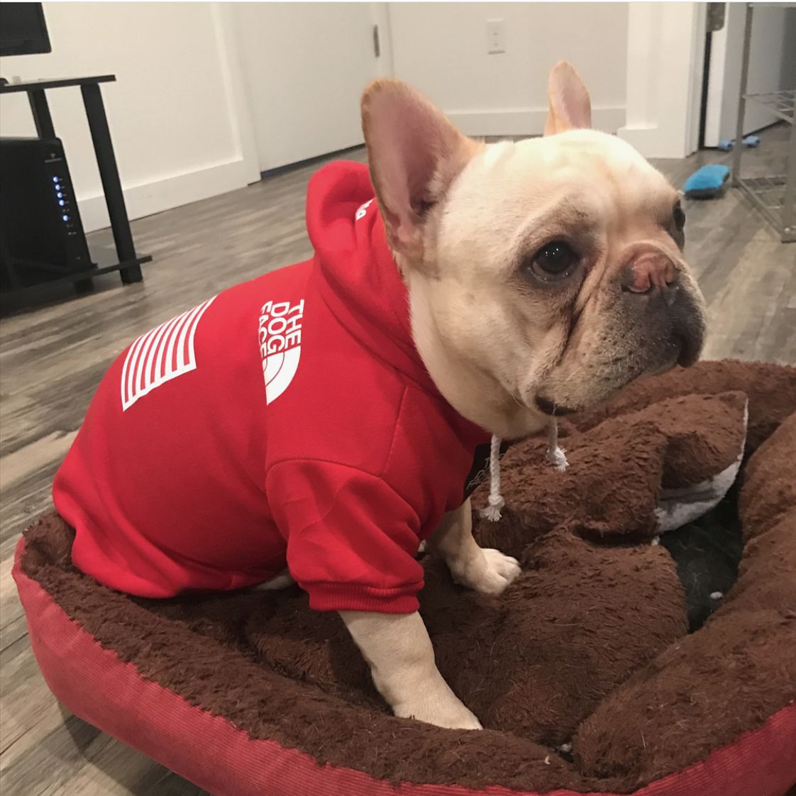 Dog Hoodies The North Face - 2024 - Puppy Streetwear Shop