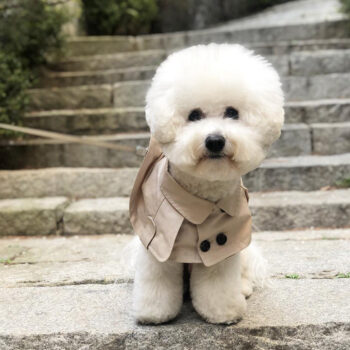 Dog Bandana Burberry - 2025 - Puppy Streetwear Shop Dog Bandana Burberry - 2025 - Puppy Streetwear Shop