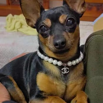 Dog Collar Harness Chanel - 2025 - Puppy Streetwear Shop Dog Collar Harness Chanel - 2025 - Puppy Streetwear Shop