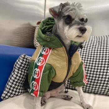 Dog Jacket Pawcci - 2026 - Puppy Streetwear Shop