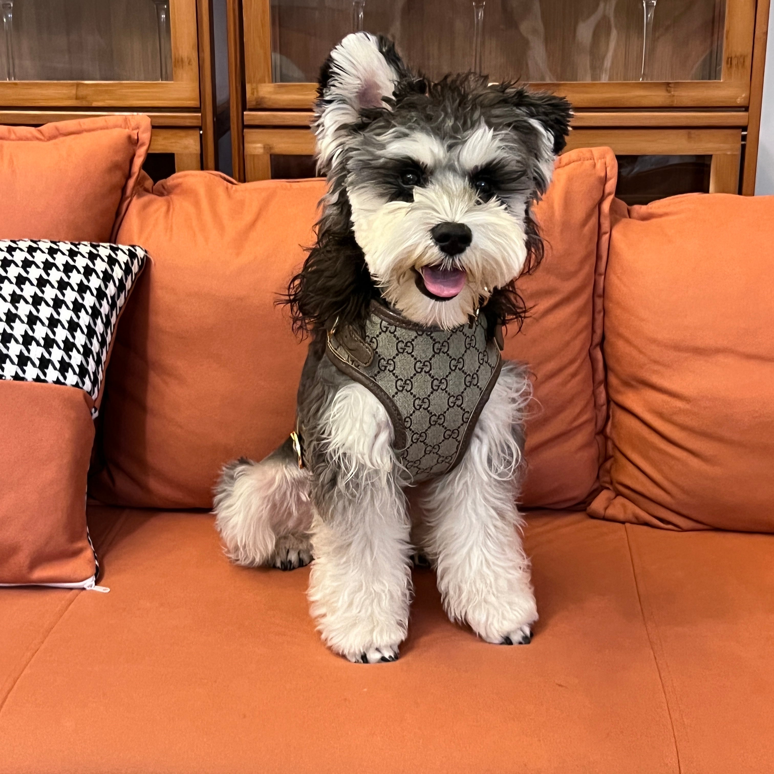 Designer Dog Collar Harness Gucci - 2024 - Puppy Streetwear Shop