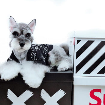 Dog Sweater Chanel - 2025 - Puppy Streetwear Shop