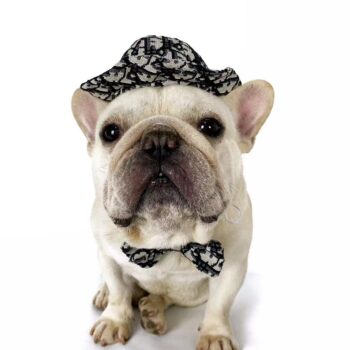 Dog Caps and Bow Tie - 2025 - Puppy Streetwear Shop