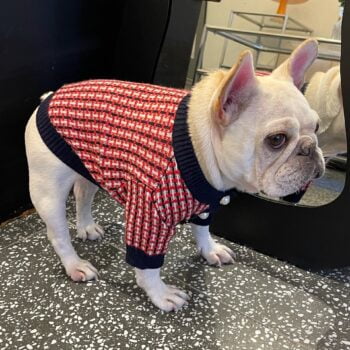Dog Sweater Chanel - 2026 - Puppy Streetwear Shop