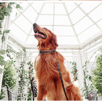 Dog Collar Harness Louis Pawtton - 2025 - Puppy Streetwear Shop