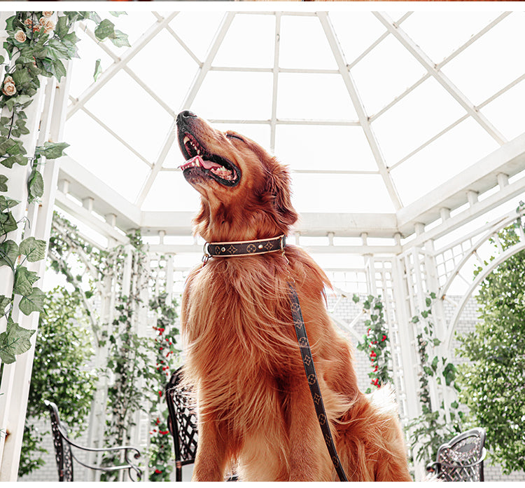 Designer Dog Collar Harness Louis Vuitton - 2024 - Puppy Streetwear Shop
