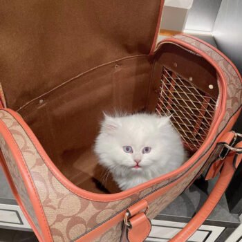 Luxury Dog Carrier Bags: Pampered Pup Travel in Style (Brown or Black) - 2025 - Puppy Streetwear Shop