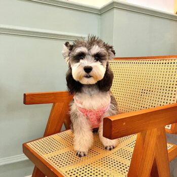 Dog Sweater Chanel - 2025 - Puppy Streetwear Shop