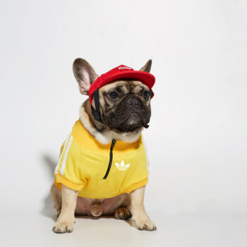 Dog Jacket Adidas - 2025 - Puppy Streetwear Shop