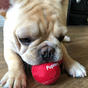 Dog Ball Pupreme - 2025 - Puppy Streetwear Shop