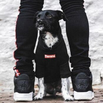 Dog Hoodies Supreme - 2025 - Puppy Streetwear Shop