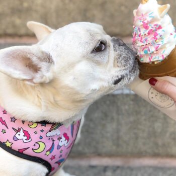 Dog Collar Harness - 2025 - Puppy Streetwear Shop Dog Collar Harness - 2025 - Puppy Streetwear Shop