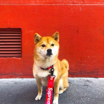 Dog Collar Leash Supreme - 2025 - Puppy Streetwear Shop Dog Collar Leash Supreme - 2025 - Puppy Streetwear Shop