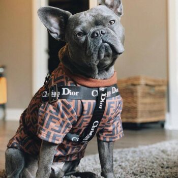 Dog Collar Harness Dior - 2025 - Puppy Streetwear Shop